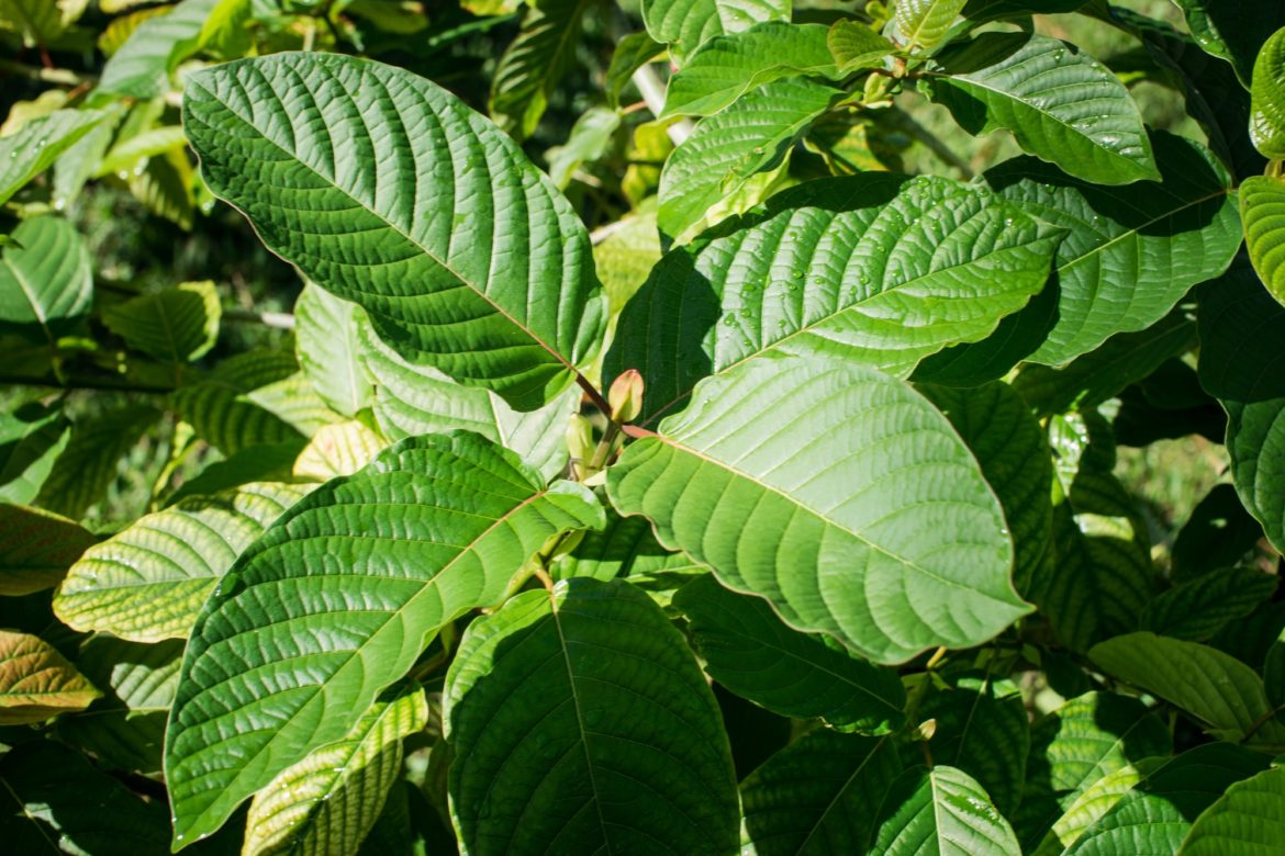 3 Potential Benefits of Kratom