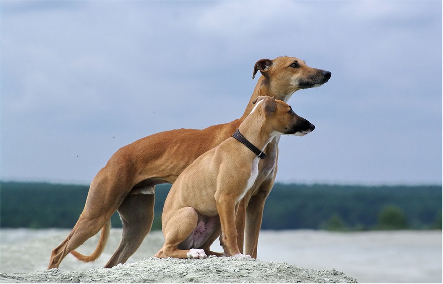 Whippet Dog Breed Information for Pet Lovers