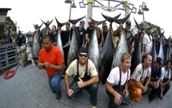 Tuna Fishing Basics