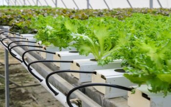 Hydroponics In India- Everything From Importance To Crops
