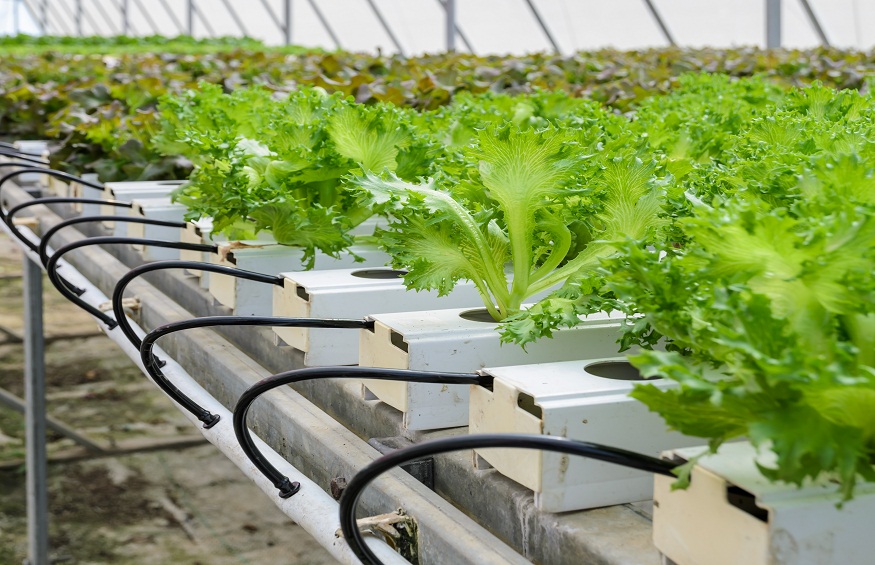 Hydroponics In India- Everything From Importance To Crops